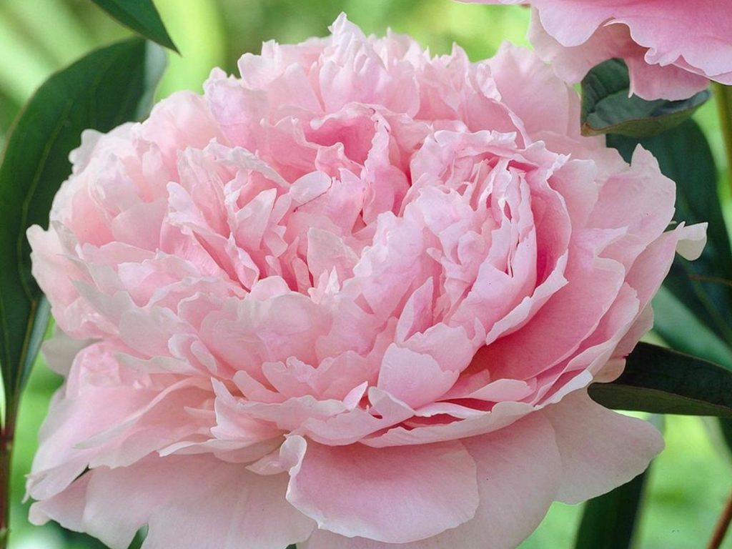 pink peony on blurry green background of leaves