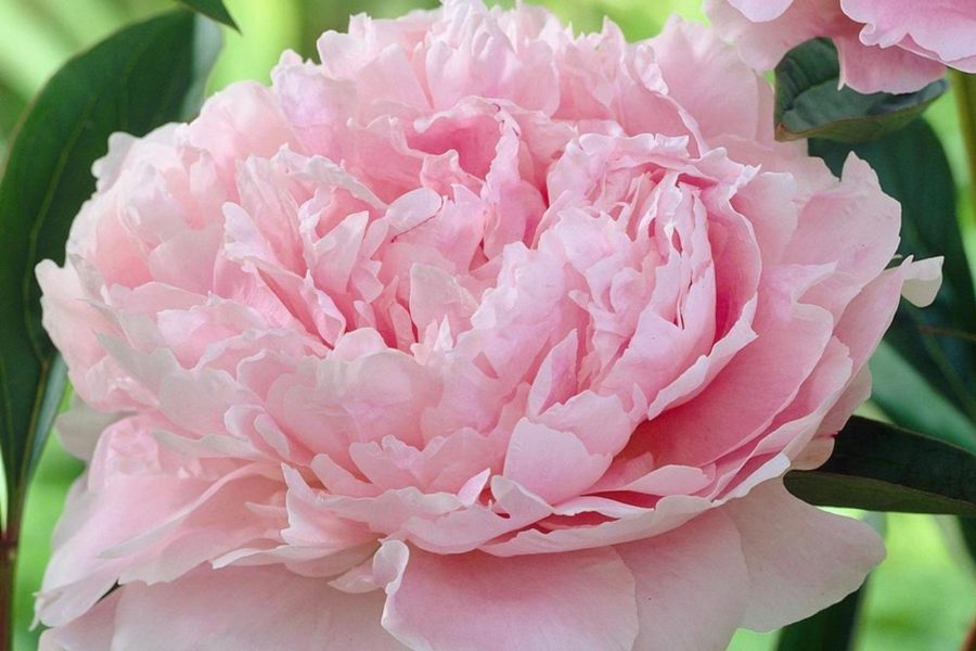 pink peony on blurry green background of leaves